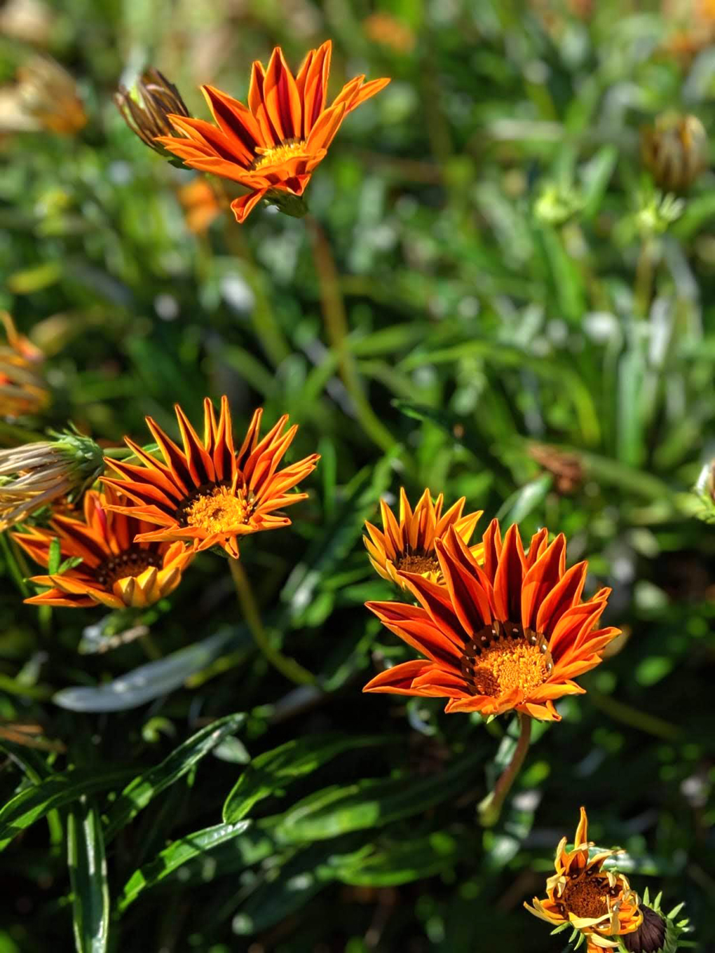 Gazania flowers giving autumnal colour