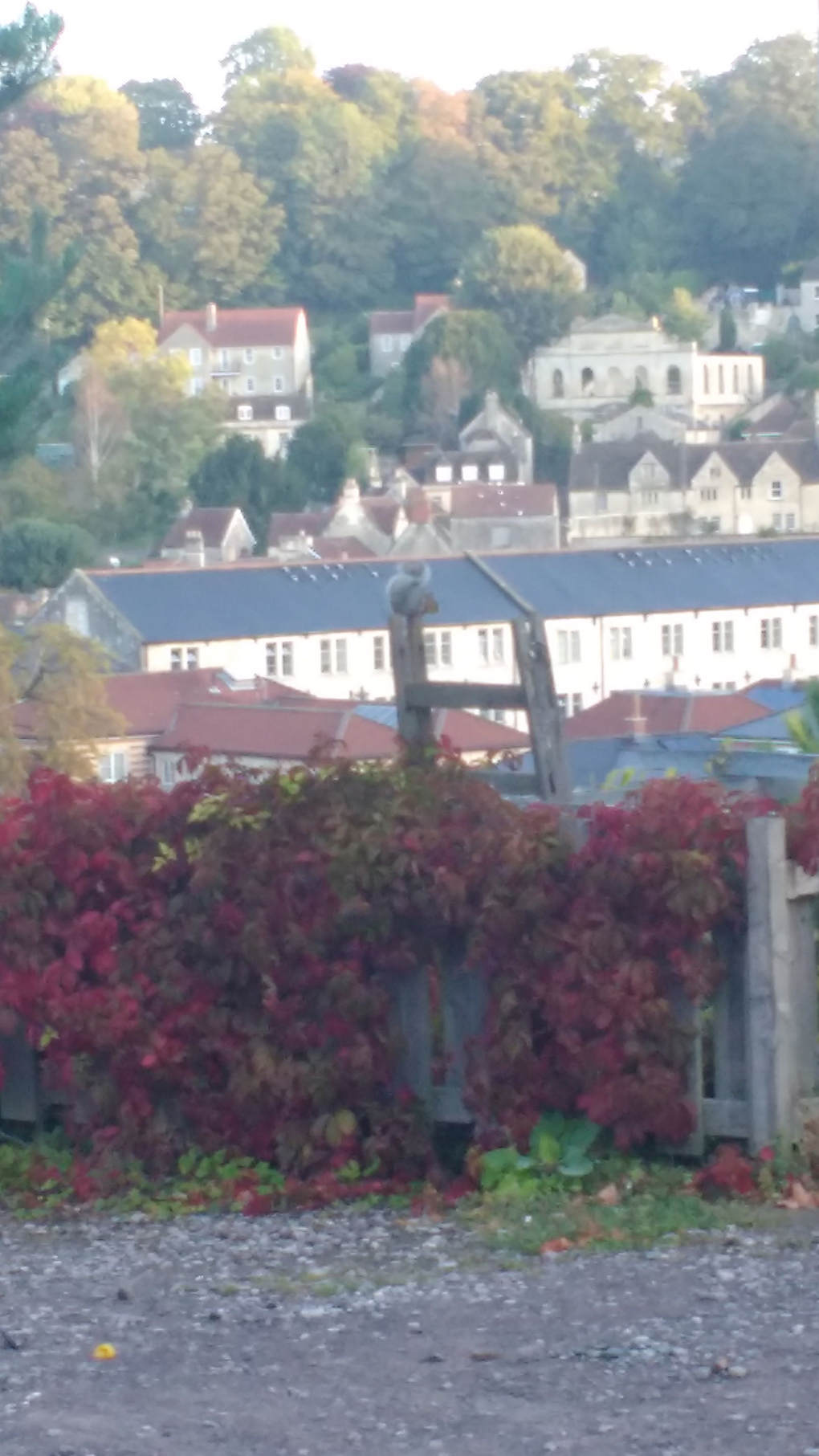 A squirrel sits huddled on a ladder whilst the town of Bradford-on-Avon is spread out below