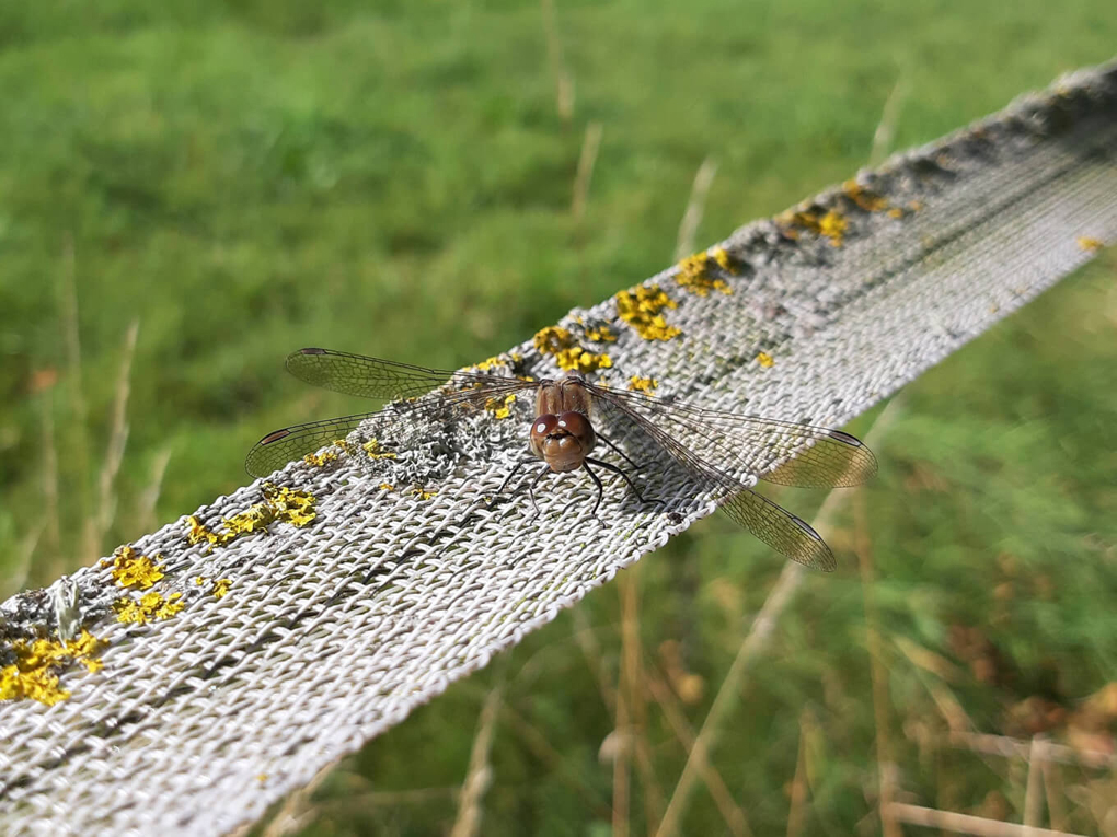 Dragonfly with brown body and red-brown eyes, resting on a white ribbon electric fence