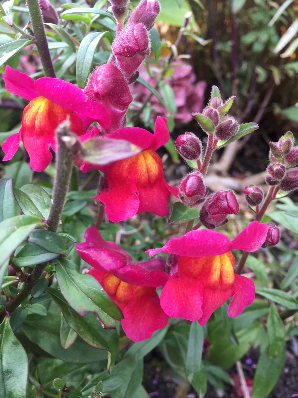 Snapdragons