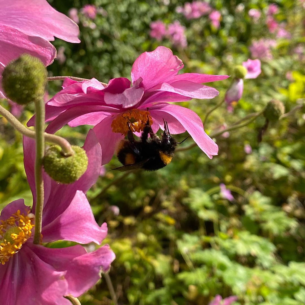 A bumblebee feeds from a pink flower