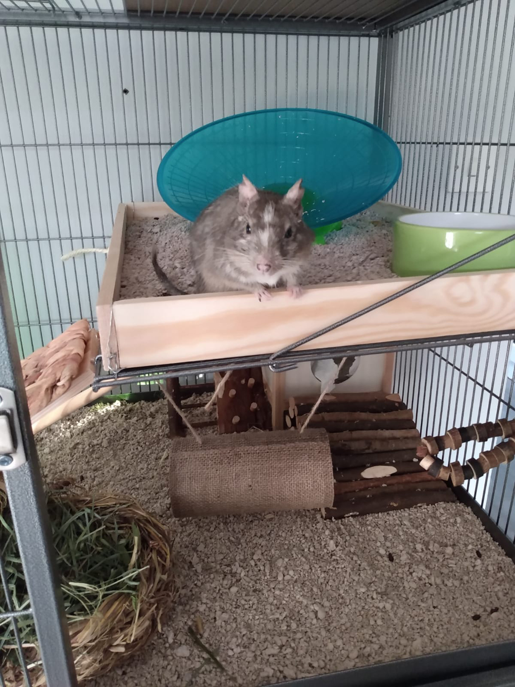 A grey and white degu (rodent) in a new cage