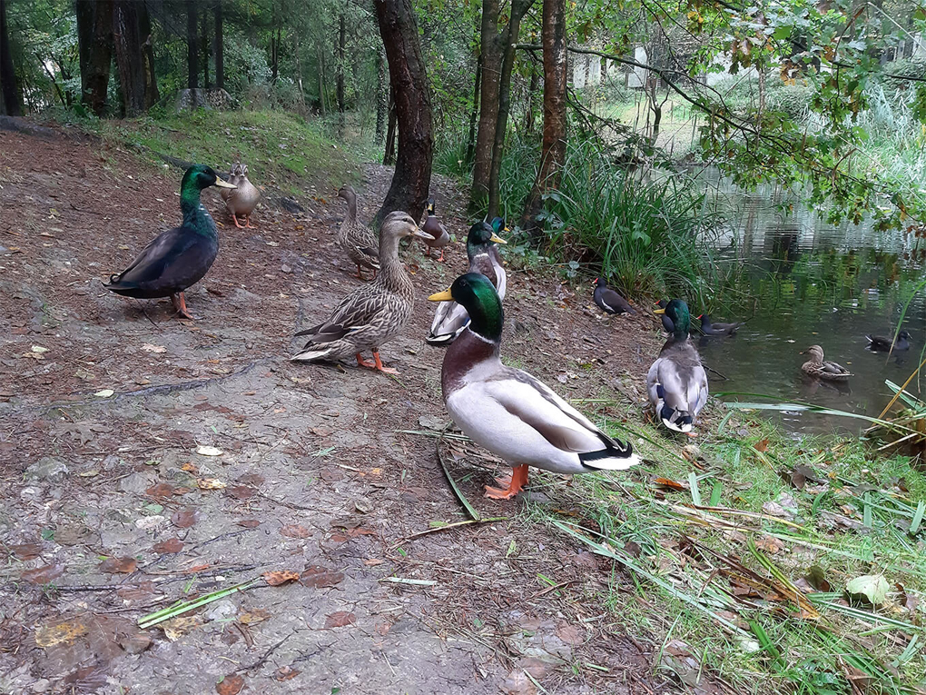 A group of mallards, comprising both female and male ducks