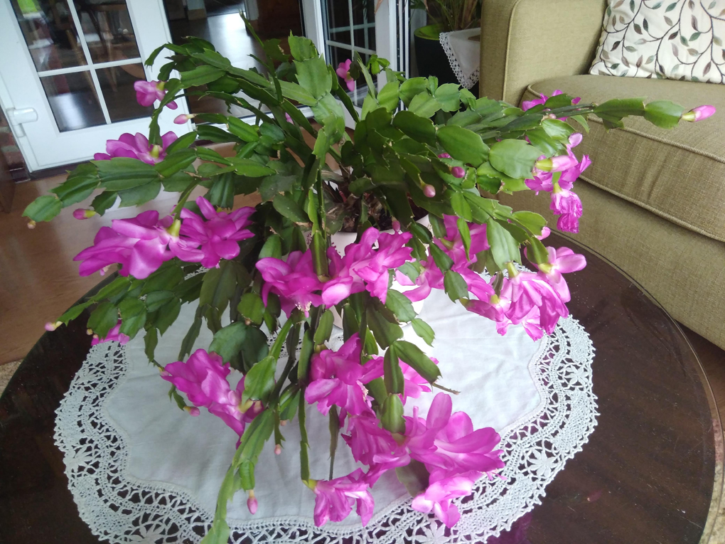 A large Chrismas cactus covered in a mass of bright pink flowers