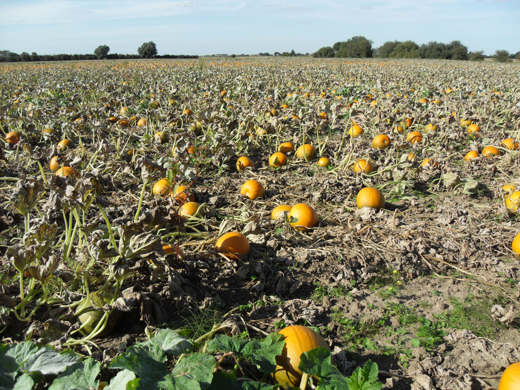 pumpkins growing on their vines in field