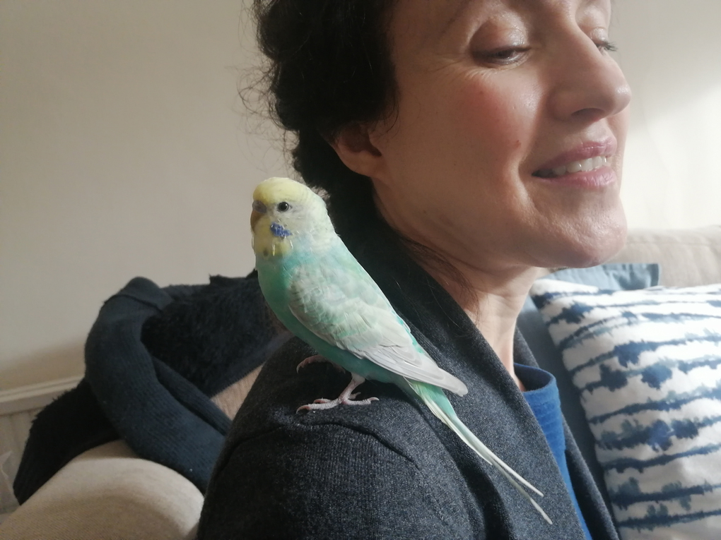 A mottled blue budgie on the shoulder of my mother.