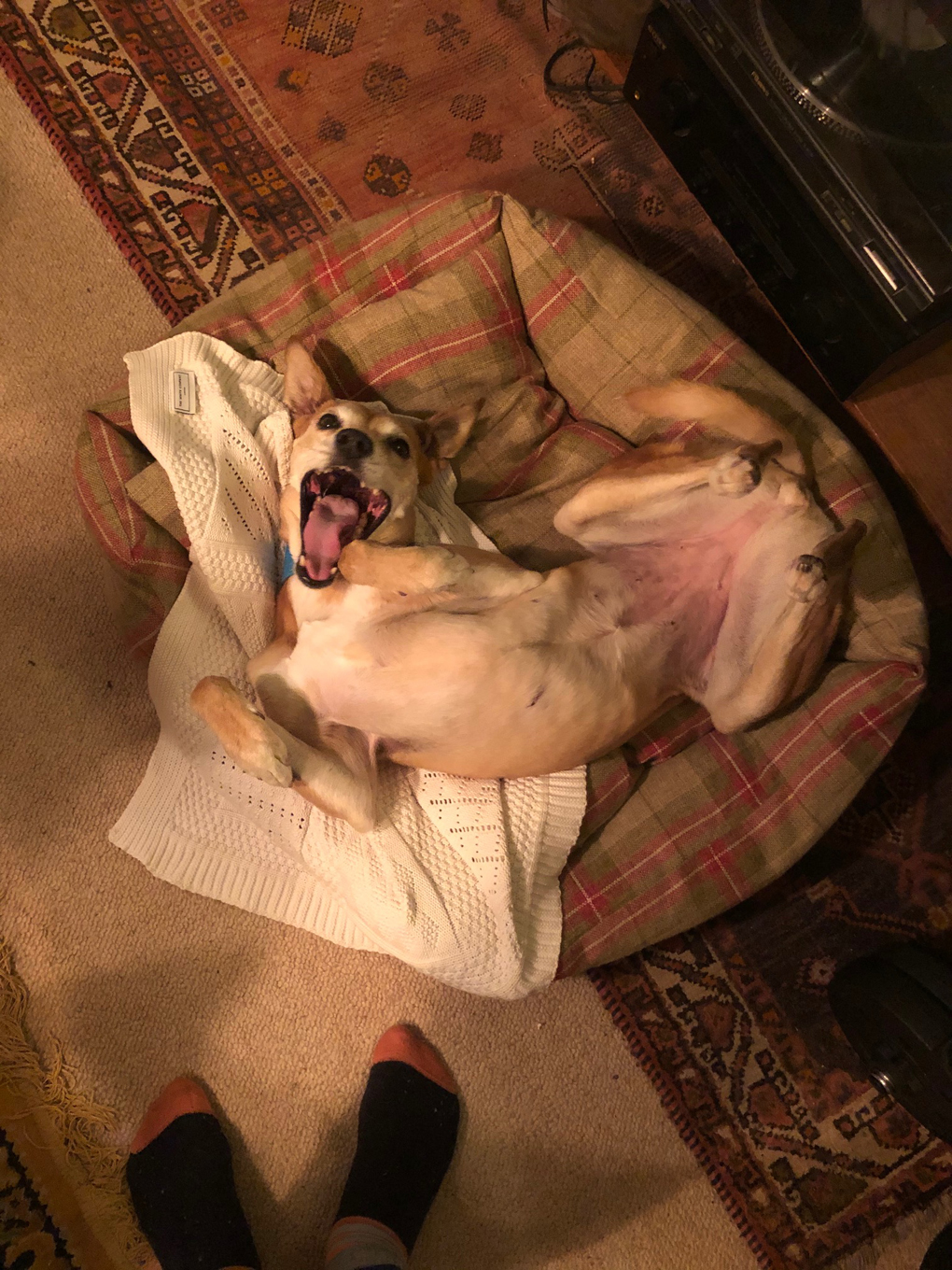 A happy looking dog lying on her back in a scruffy dog bed