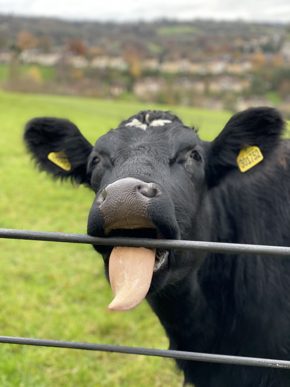 A cow pressing against a fence and sticking its tongue out