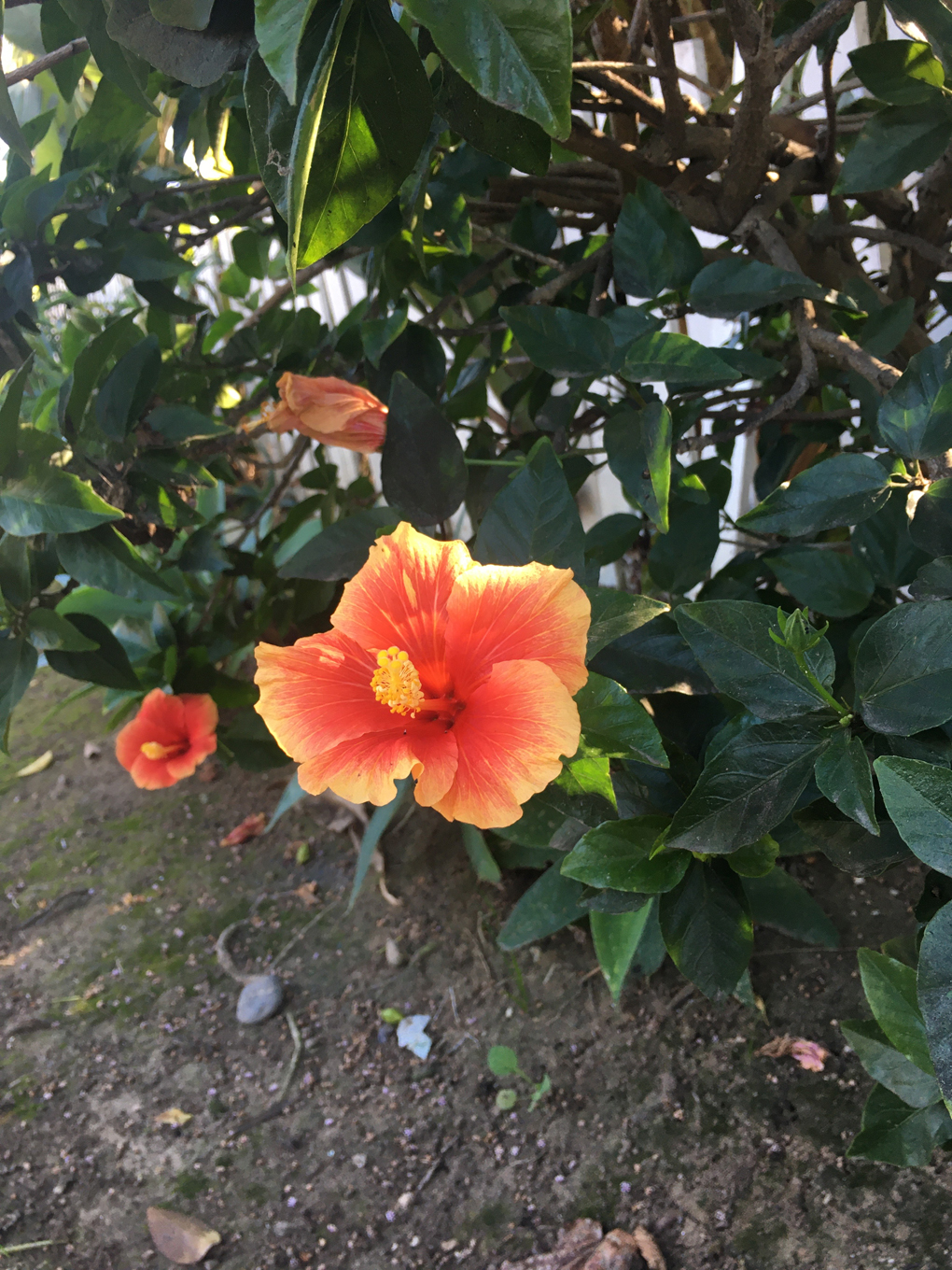 A bright pink and orange hibiscus flower with deep green leaves growing by the street in the middle of winter in California