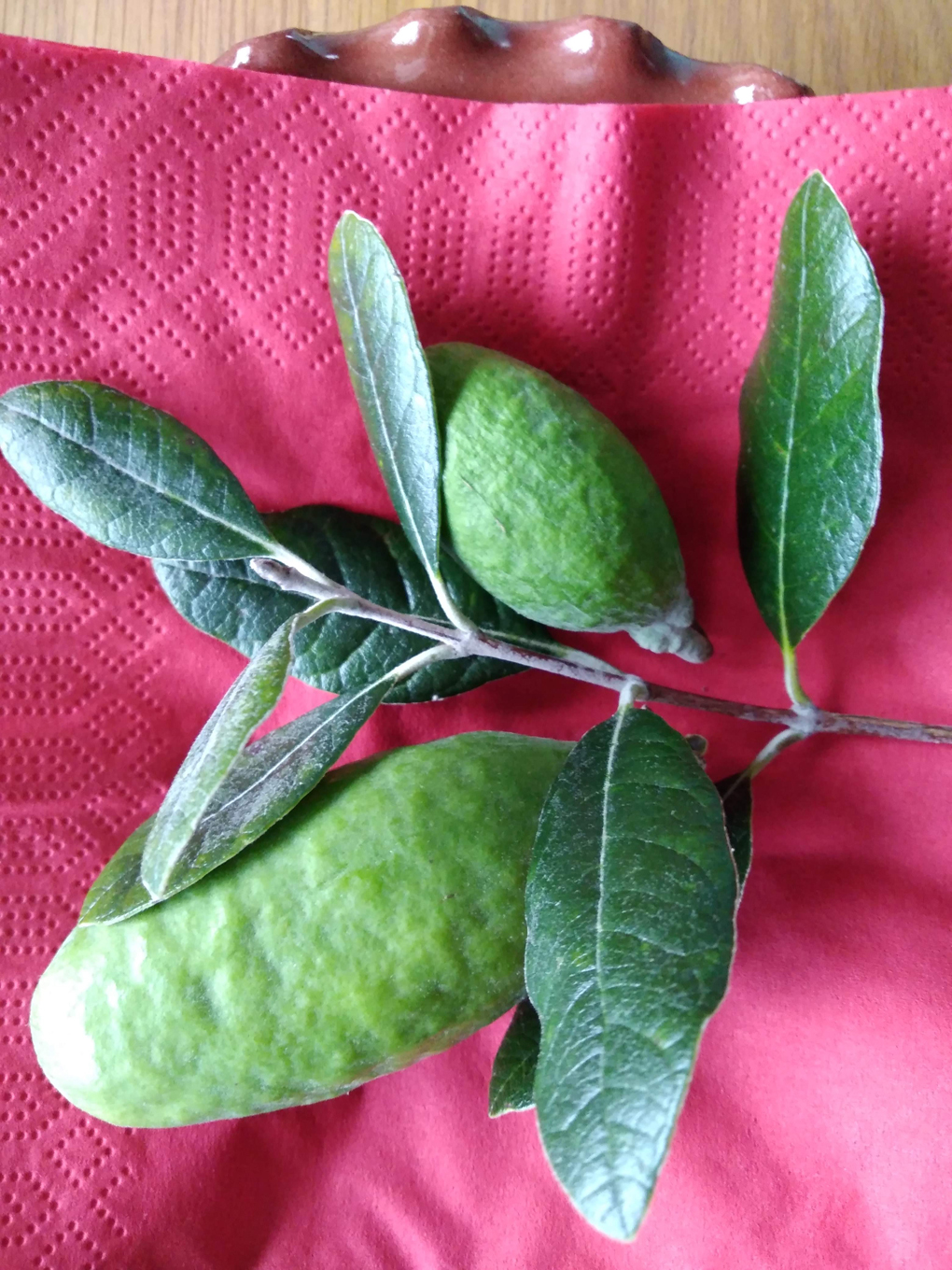 2small oval shaped green fruits with some leaves of the tree