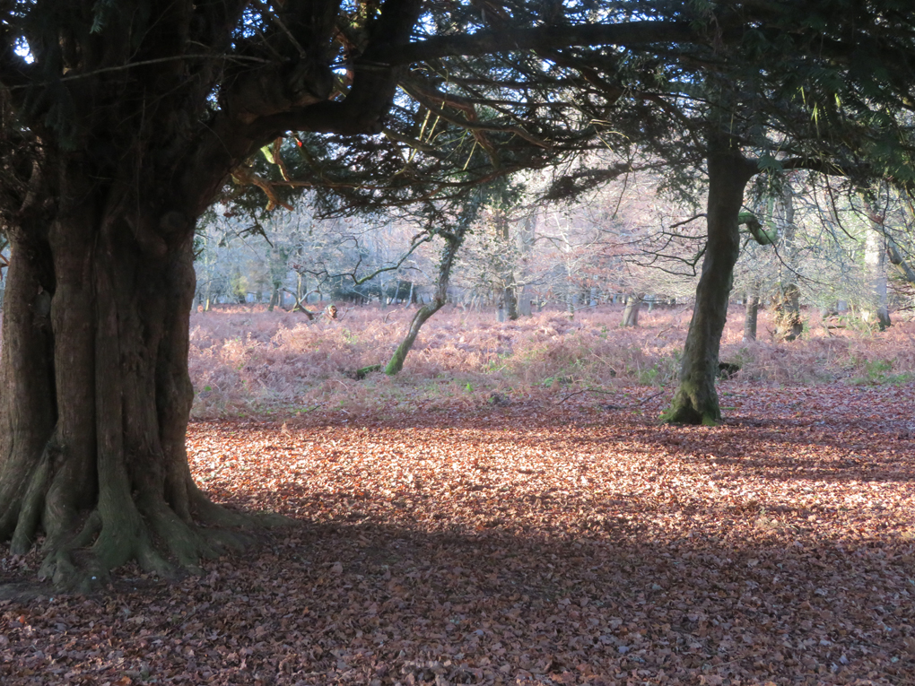 A tree is silhouetted by sunlight in the New Forest