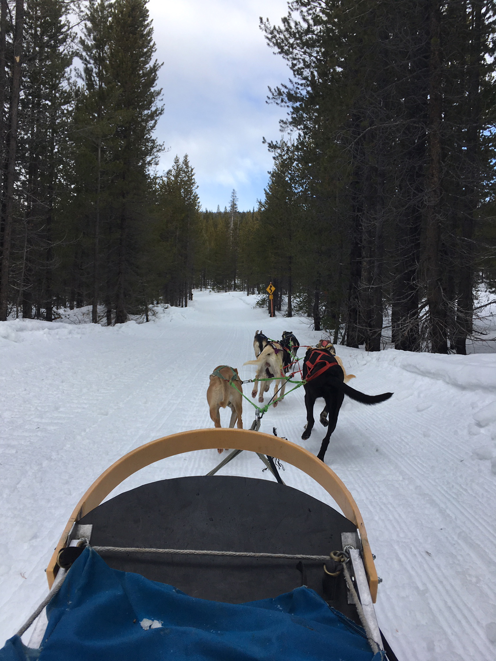 Dog sled ride