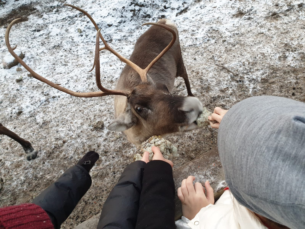 Reindeer eating lichen from the hands of children.