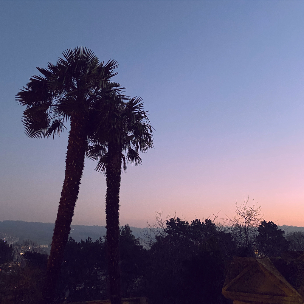 Two palm trees silhouetted against the sunset