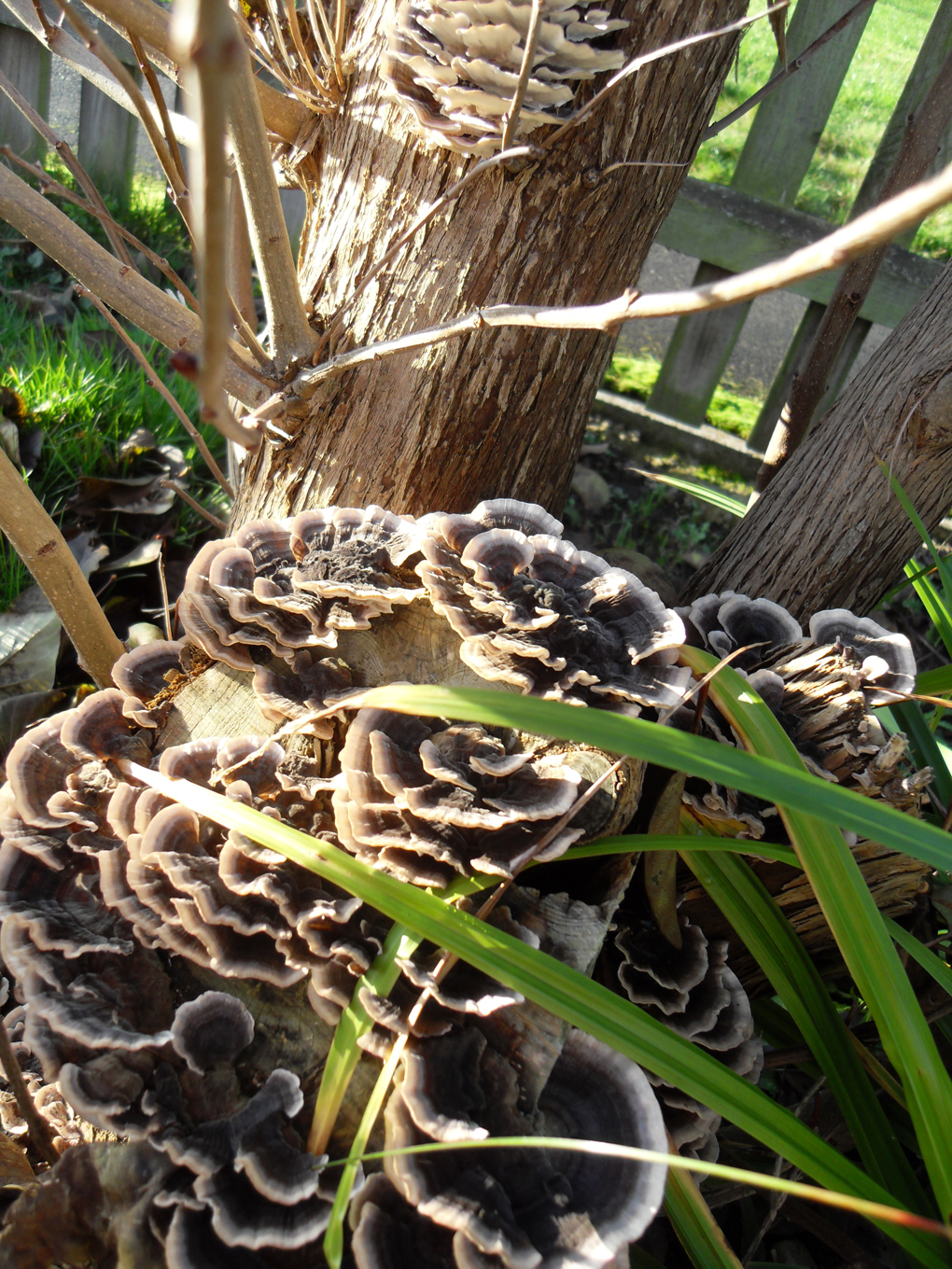 Group of frilly brown and beige fungi growing on stems of a bush.