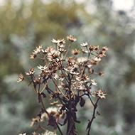 A bronze coloured, weathered flower against a background of wintry colours.