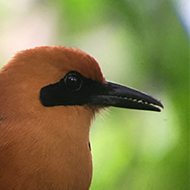 Costa Rican Broad-Billed Motmot