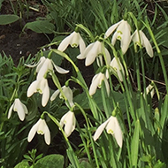 Close-up on crocuses with buildings in the background