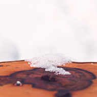 Snow resting on a felled log.