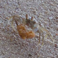 Crab on a beach carrying orange peel next to footprint in sand