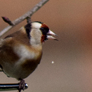 Two goldfinches in our apple tree chowing down on some tasty seeds.