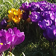 This picture shows a patch of lawn covered in Snowdrops, crocuses and daffodils