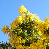 I encountered a Mimosa tree hanging over a pretty new garden . It created a huge splash of gold over the orangey wall on a nice sunny day. Food for the soul!