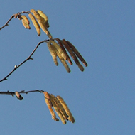 Hazel catkins hanging against a blue sky