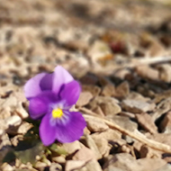 A tiny delicate purple pansy growing through the gravel with blurred greenery in the background and my father's slippered feet.