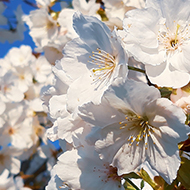 Clusters of white flowers against a clear blue sky