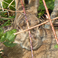 Rabbit hidden by brambles
