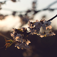 Blossom glazed by warm evening light.