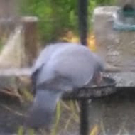 A pigeon perches carefully on a bird feeder