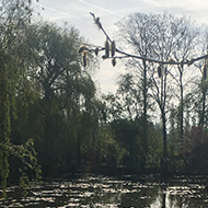 The pond in Monet’s lily garden, surrounded by blooming greenery, with the sun reflecting off the water