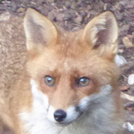 Fox Cubs Feeding