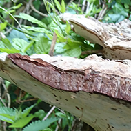 A great find - two giant Polypore fungi growing on an old tree stump in a Bristol Sensory Garden near St. Mary Redcliffe church. They measured 37 cms long x 20 cms deep. Humongous!!!