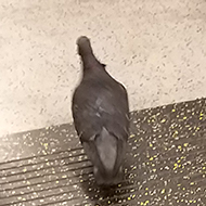 Pigeon in the underground train
