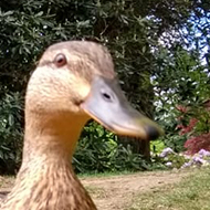 close up of two ducks