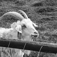 A photo of a goat waiting to be fed