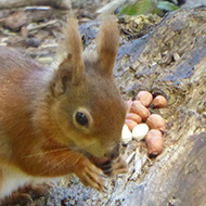 Red squirrel, with nuts, in woodland