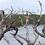 This picture shows a few dead trees along the shore in Chichester harbour