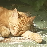 A ginger cat fast asleep in the sun.