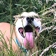 A hot but happy dog laying in some long grass