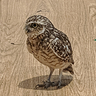 Owl