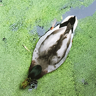 Top-down view of a duck cutting a trail through an algae-covered pond