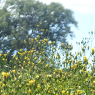 Wildflower meadow with poppies