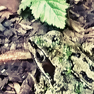 Picture of a sunbathing frog with attractive markings. He is brown with black stripes and spots and has a black streak running from his eyes. Our pond is only three years old but is a constant haven for frogs,snails, dragonflies and other insects. Well done Ian!