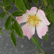 A wild dog rose spray against the steel wall of a modern industral building