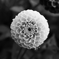 Front facing  black and white photograph of a white dahlia with a small depth of field.