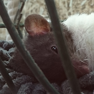 A rat looking absolutely washed out lying in a cosy hammock with his tail dangling down limply. I felt just like him this month with the high humidity we’ve had!!! ‘Wish I had a nice hammock to lounge in too!